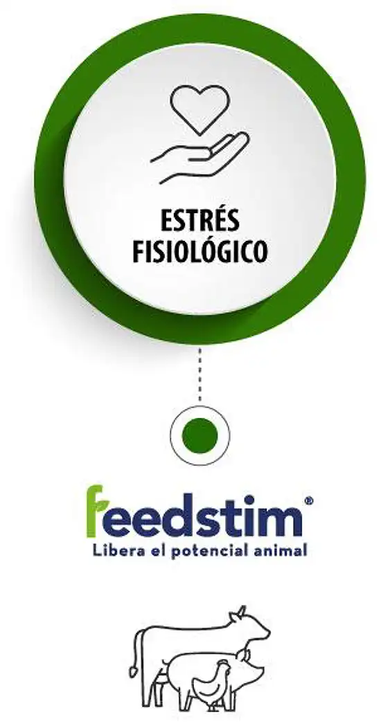 card-feedstim