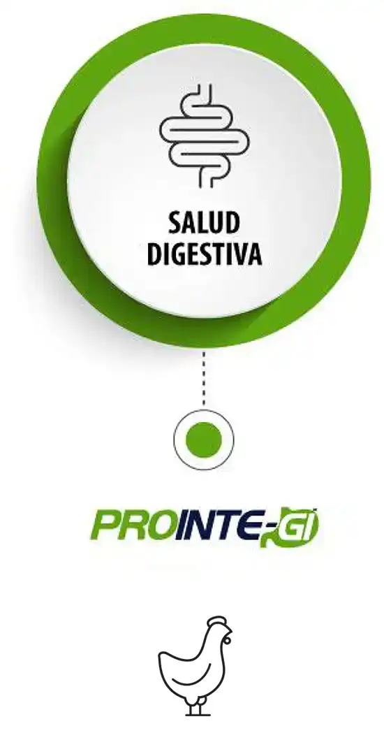 card-prointe