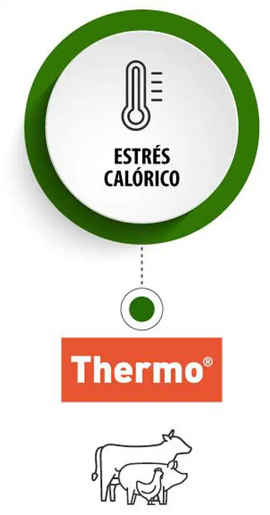 card-thermo