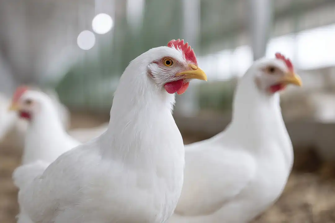 pollo-broiler